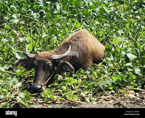 Kalabaw Images – Browse 49 Stock Photos, Vectors, and Video.